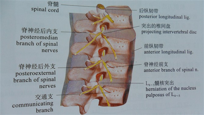 受的負擔也不可避免的增加,都可能導致腰部肌肉及椎間盤的急慢性損傷