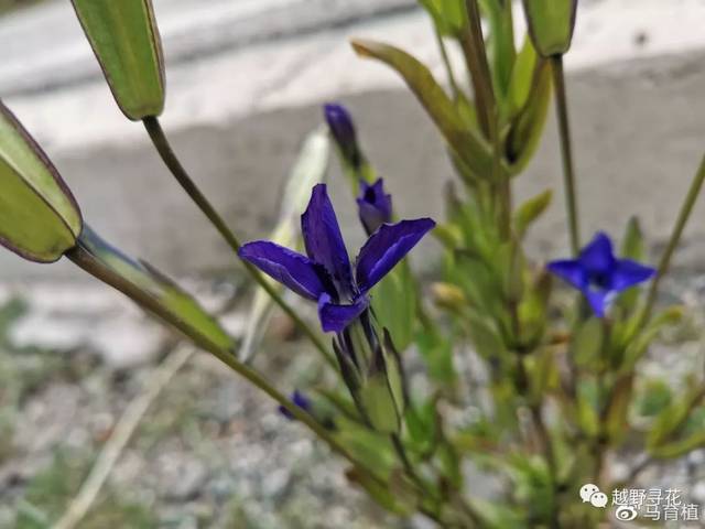 扁蕾一种橐吾甘青铁线莲蒲公英柳兰缘毛紫菀马先蒿马先蒿(来源:越野