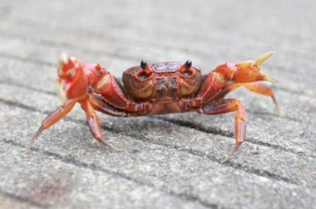 现场视频!_羊口