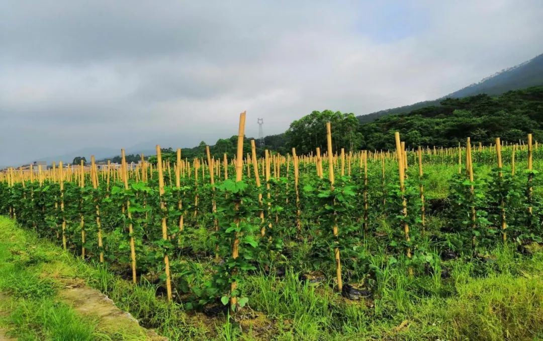 玉州区市场监督管理局党旗领航,产业帮扶助力脱贫攻坚