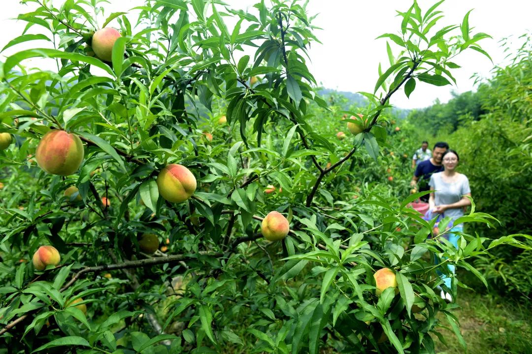 点军你变了变得我都不认识你了