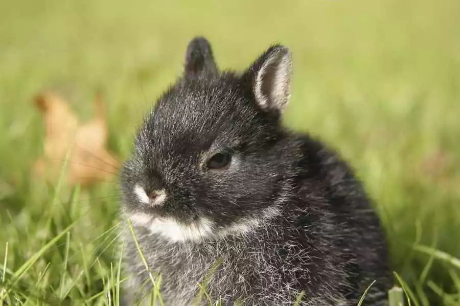 兔兔的寄生虫你会看吗?