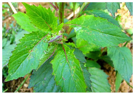 被称作神仙菜口感嫩滑