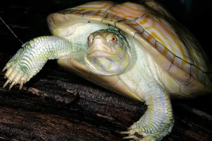 半岛伪龟是细纹火焰还是佛州的甜甜圈