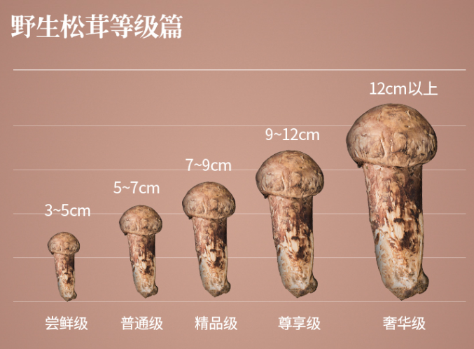干货,手把手教你不花冤枉钱,买到优质松茸.