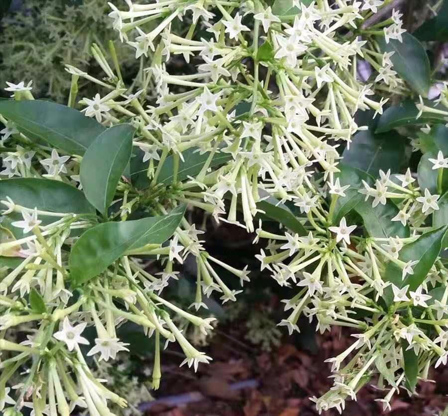 原創這種開花植物在花市裡其貌不揚卻特受歡迎買回家就是聞香味