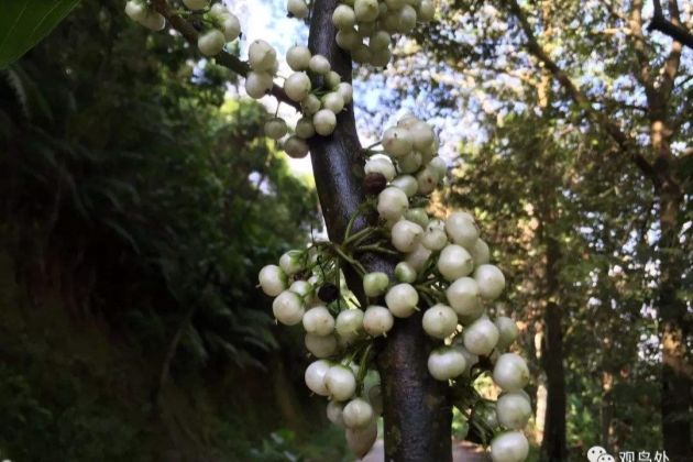 此物人称"鼻涕果",味道一般,却承载了80后难忘的记忆!_水东