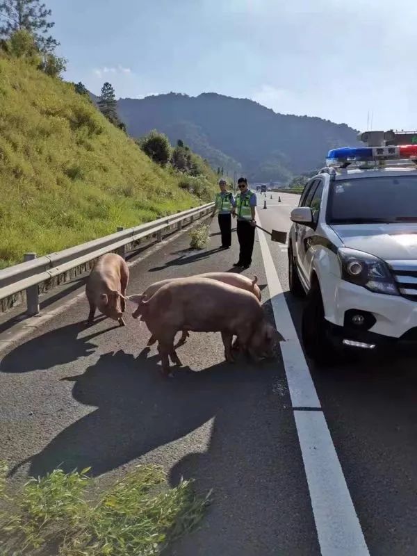 高速公路上二师兄越狱乱窜十公里, 交警上演"赶猪大战"