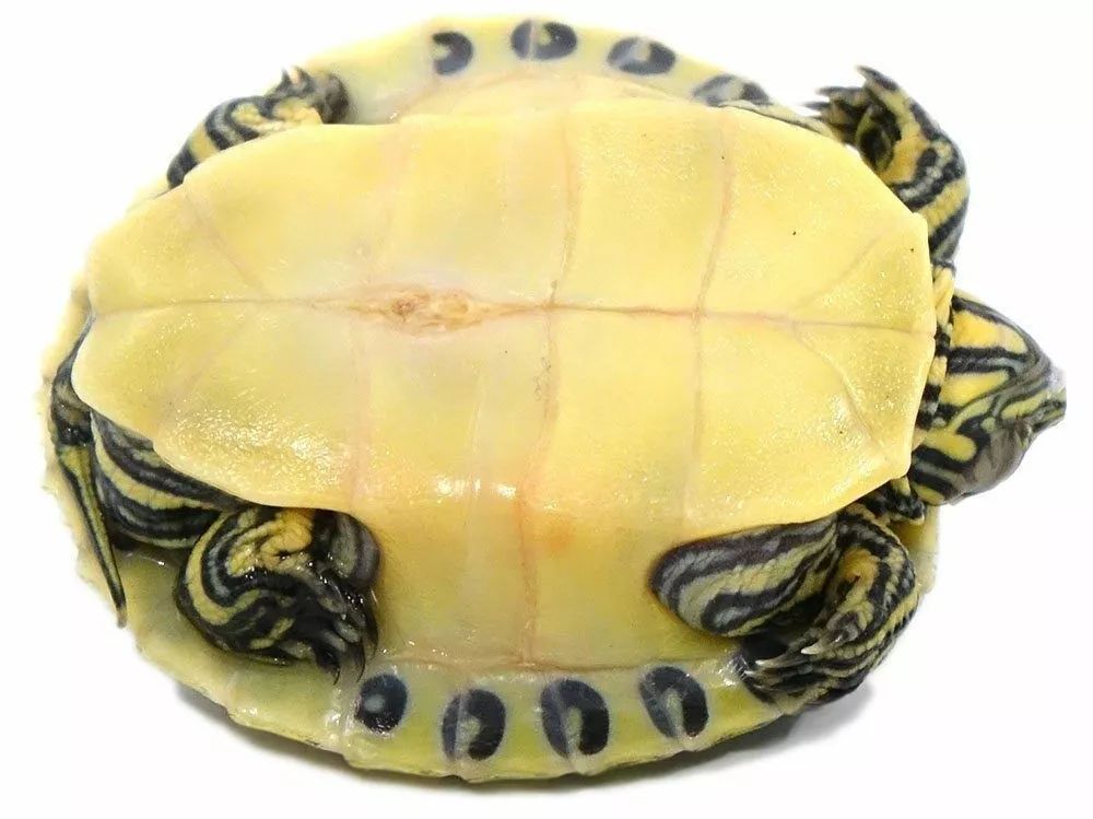 半岛伪龟是细纹火焰还是佛州的甜甜圈