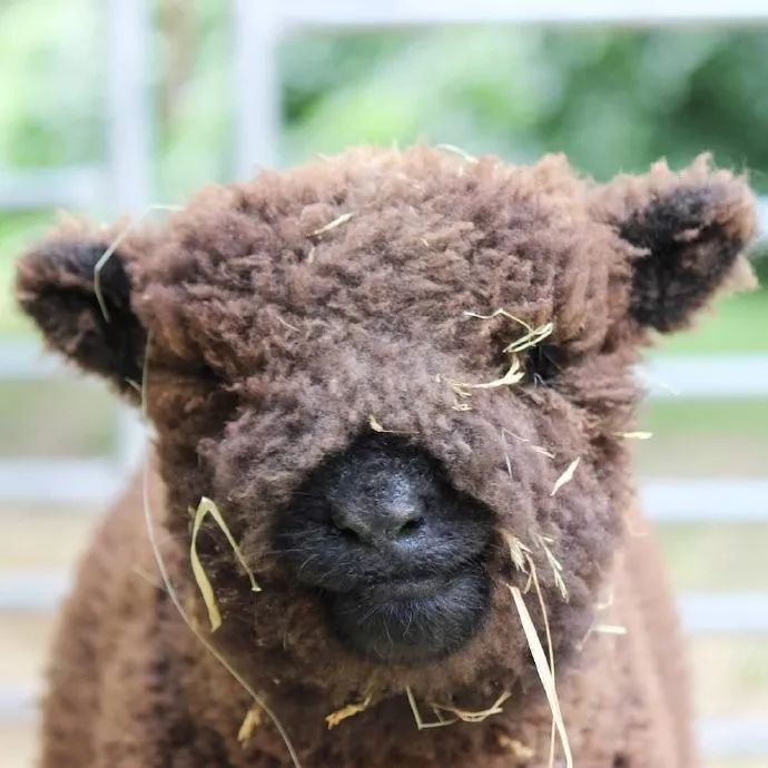 这些小羊好像玩具一样哇毛茸茸憨憨的好可爱