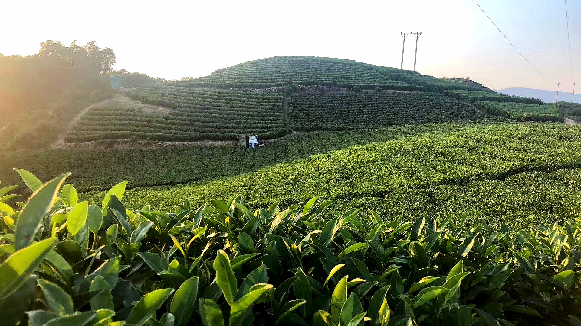 福鼎白茶徐家野生白茶高山基地