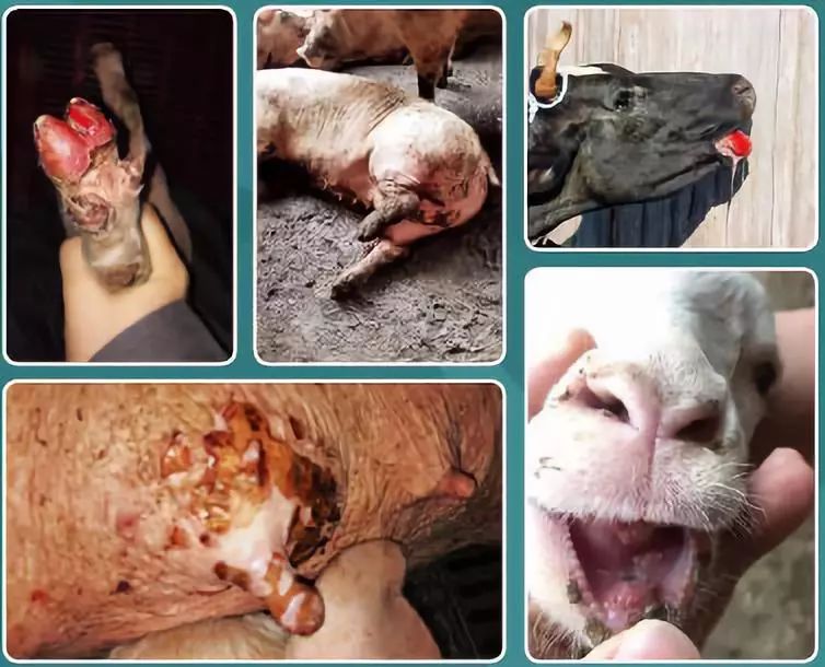 疫情当前您想成为养殖场口蹄疫净化的先行者吗