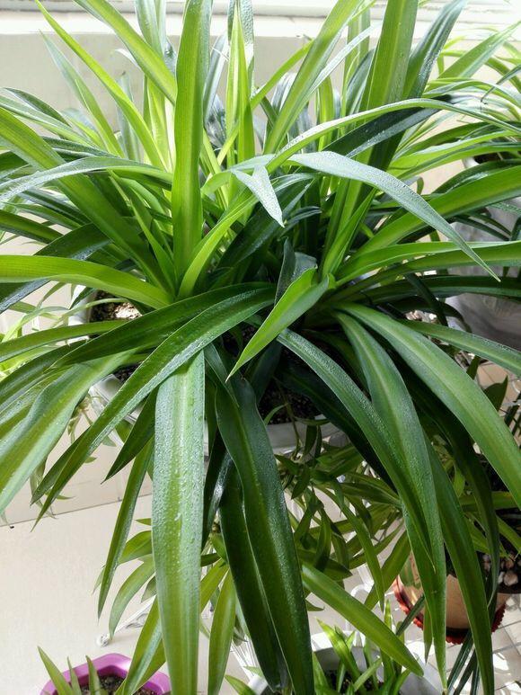 吊兰长得不好看3个方法叶片又宽又绿又多一个月长成小瀑布