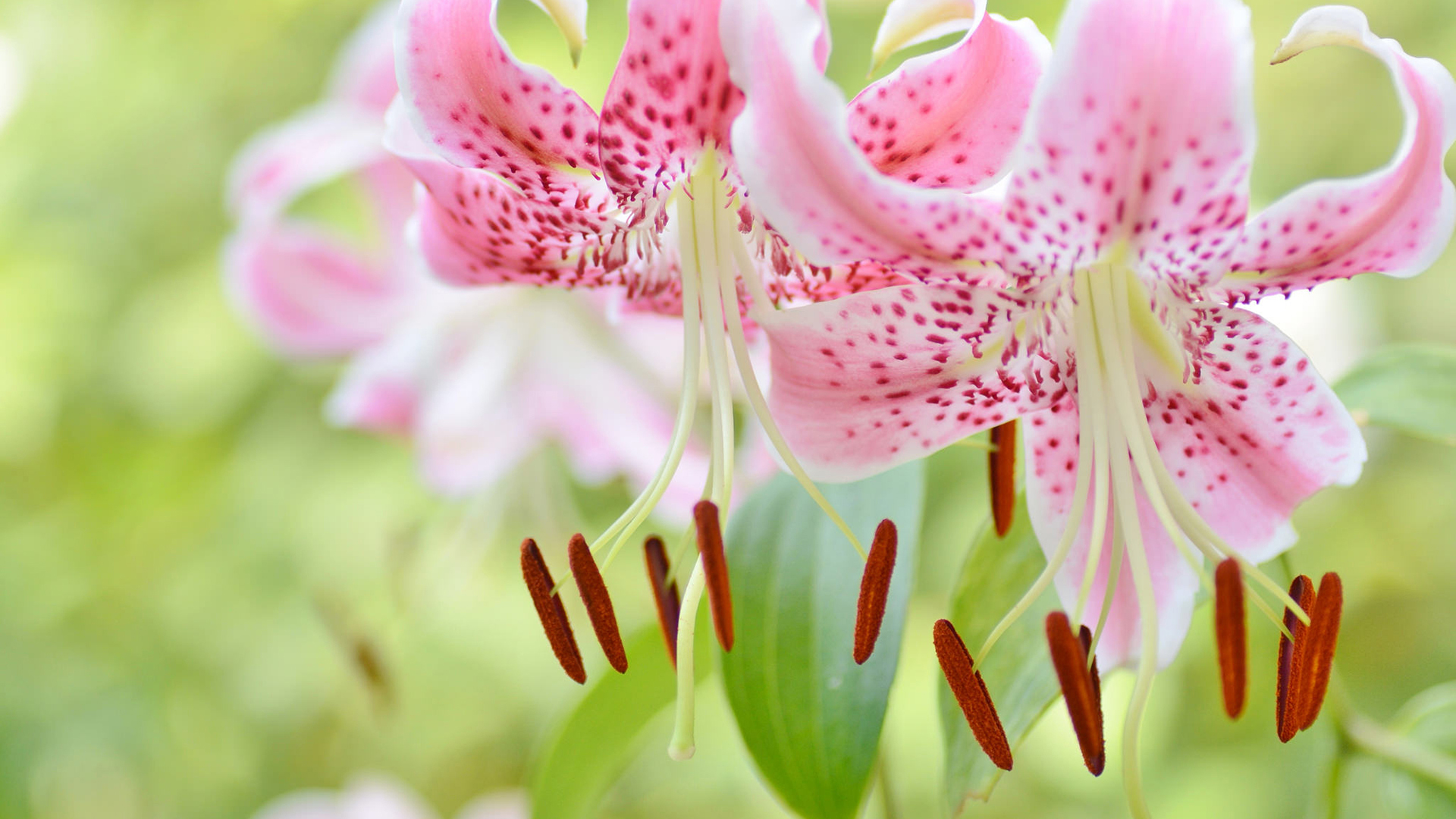 原创9月,桃花运大爆发,爱情渐入佳境,脱单在即的三大星座