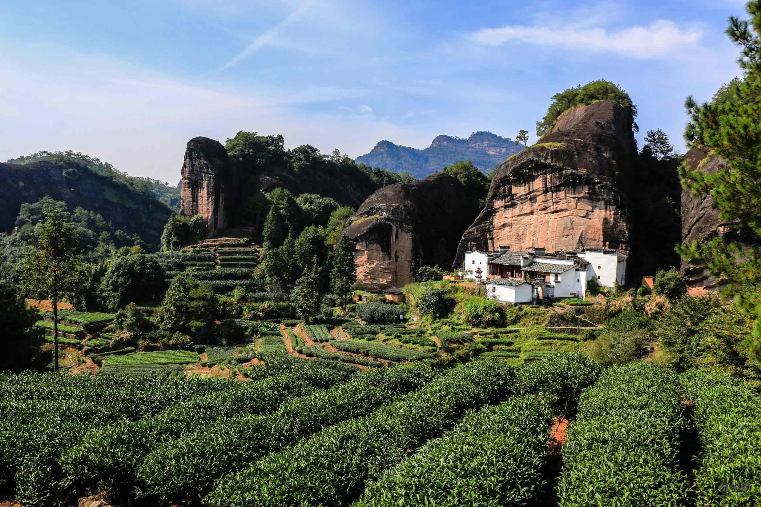 岩茶小白须知,读懂这些大红袍知识,你也能买到好的大红袍!_武夷