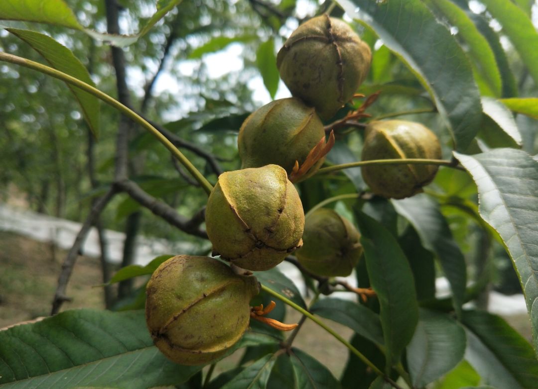 山核桃即将开杆,安全防范对策在这里!