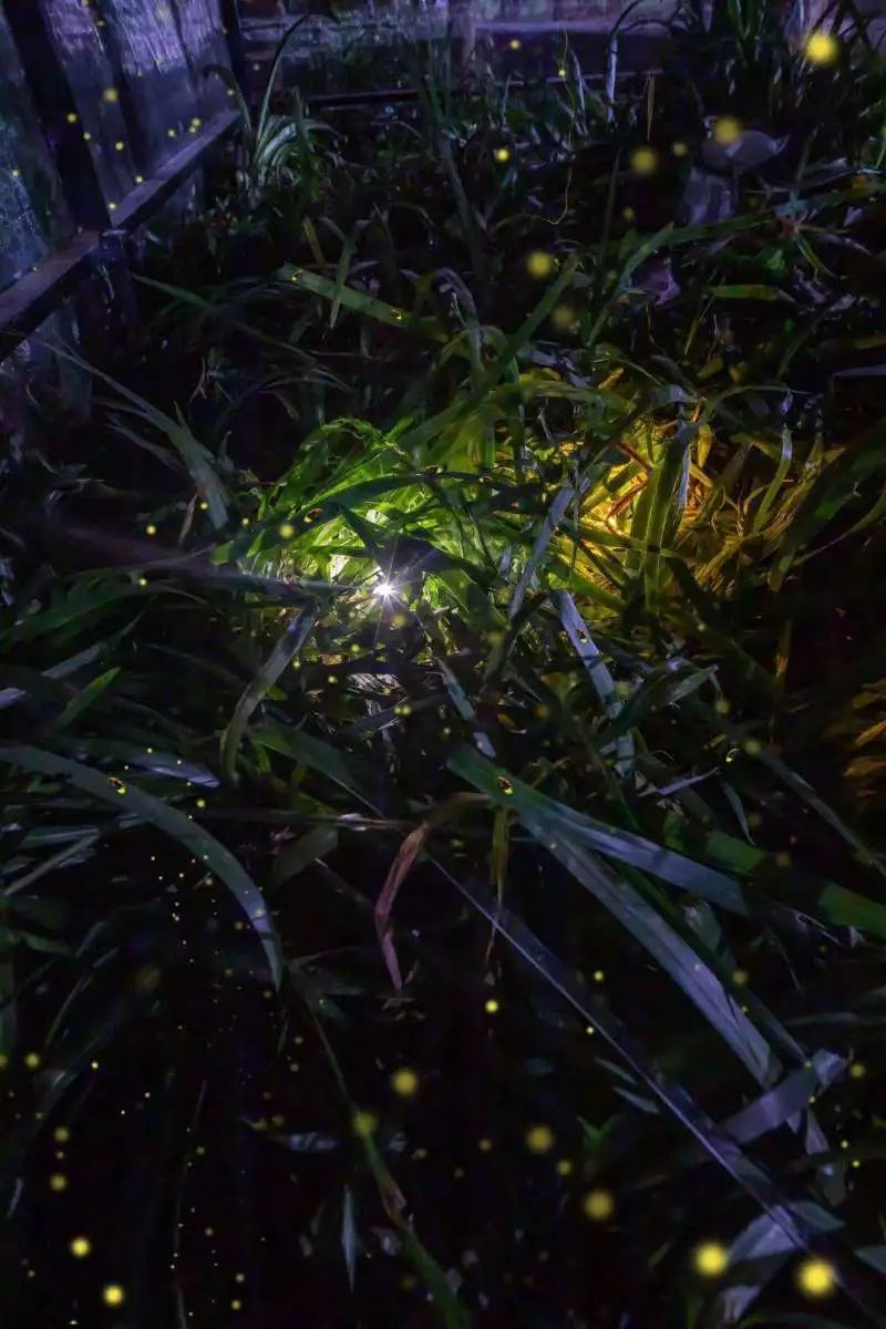 流光飞舞萤萤相伴鲤鱼洲萤火虫探秘森林9月7日正式开放