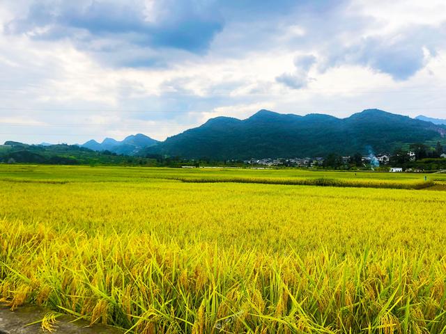 春播一粒种,秋收万颗粟.