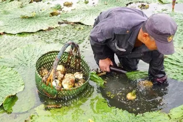 这种食材它就是芡实,也叫鸡头米,卵菱,鸡瘫,鸡头实,雁喙实,鸡头,雁头