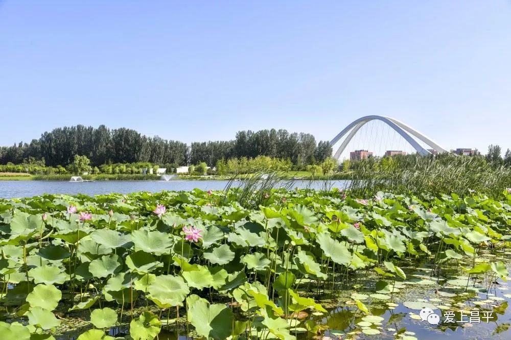 昌平滨水湿地公园简介图片