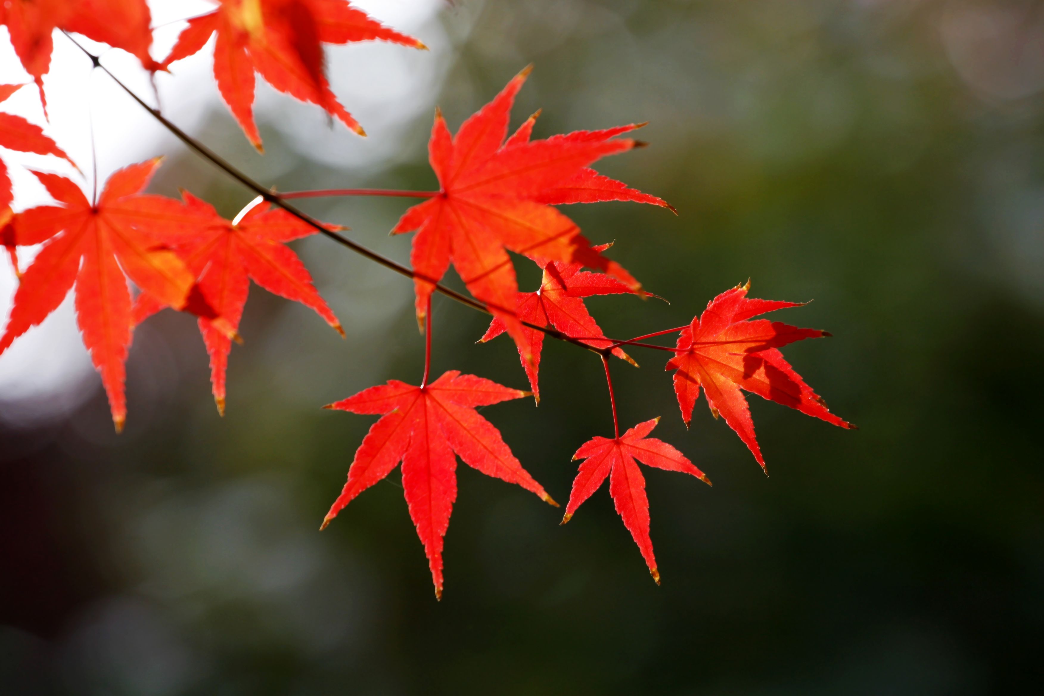 了岁月的世纪·每一个红叶的秋季就是我和你那每一片红叶飘落的别离
