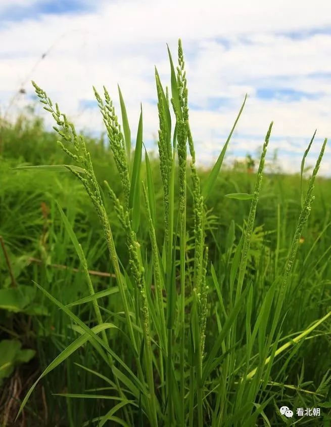 稗草,图/网络.