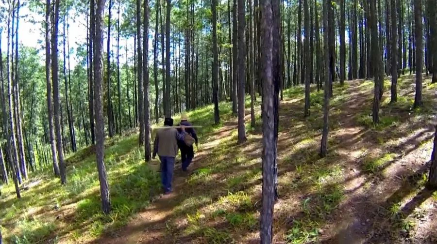 愛國情奮鬥者從砍樹到護林他守護攀枝花青山10年護林腳步可繞地球一週