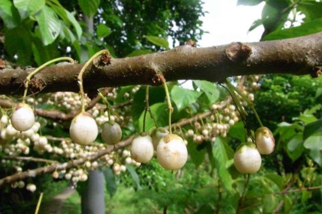 此物人称"鼻涕果",味道一般,却承载了80后难忘的记忆!_水东