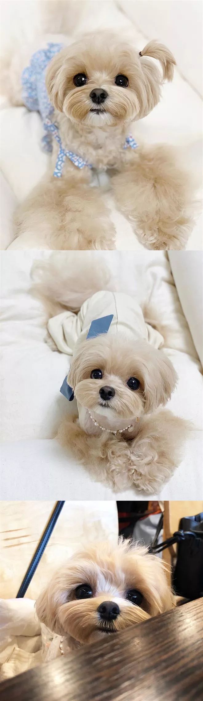 面对萌狗子直勾勾的眼神,我只想说:要什么都给你!