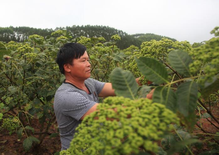 日子越变越好——新江镇新乐村大化移民黄昌西种植吴茱萸脱贫致富