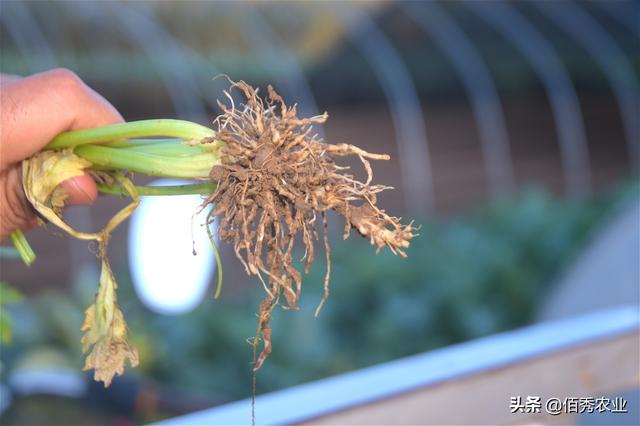 芹菜植株矮化,冲施肥料无法缓解,请当心根结线虫危害