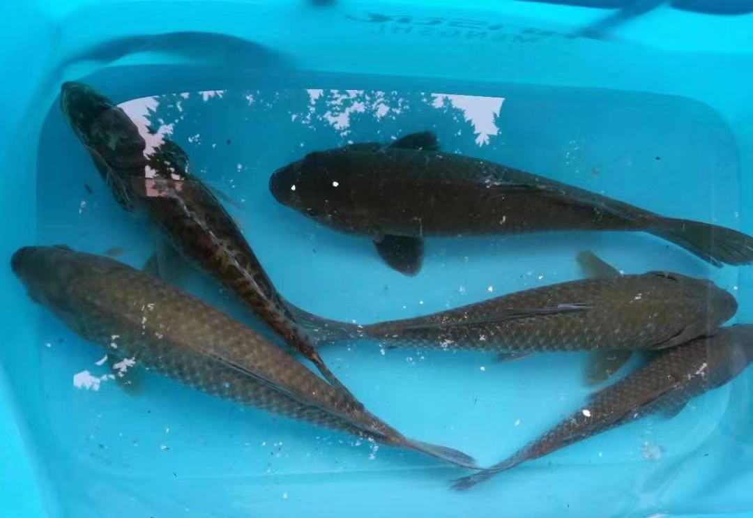 趁温度适宜 气压不低 快去千岛湖钓鲫鱼