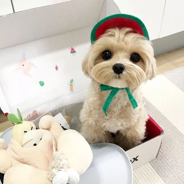 面对萌狗子直勾勾的眼神,我只想说:要什么都给你!