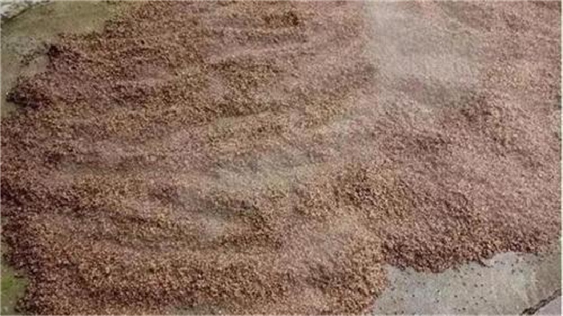 白酒技术-粮食发酵的全过程应该是这样的