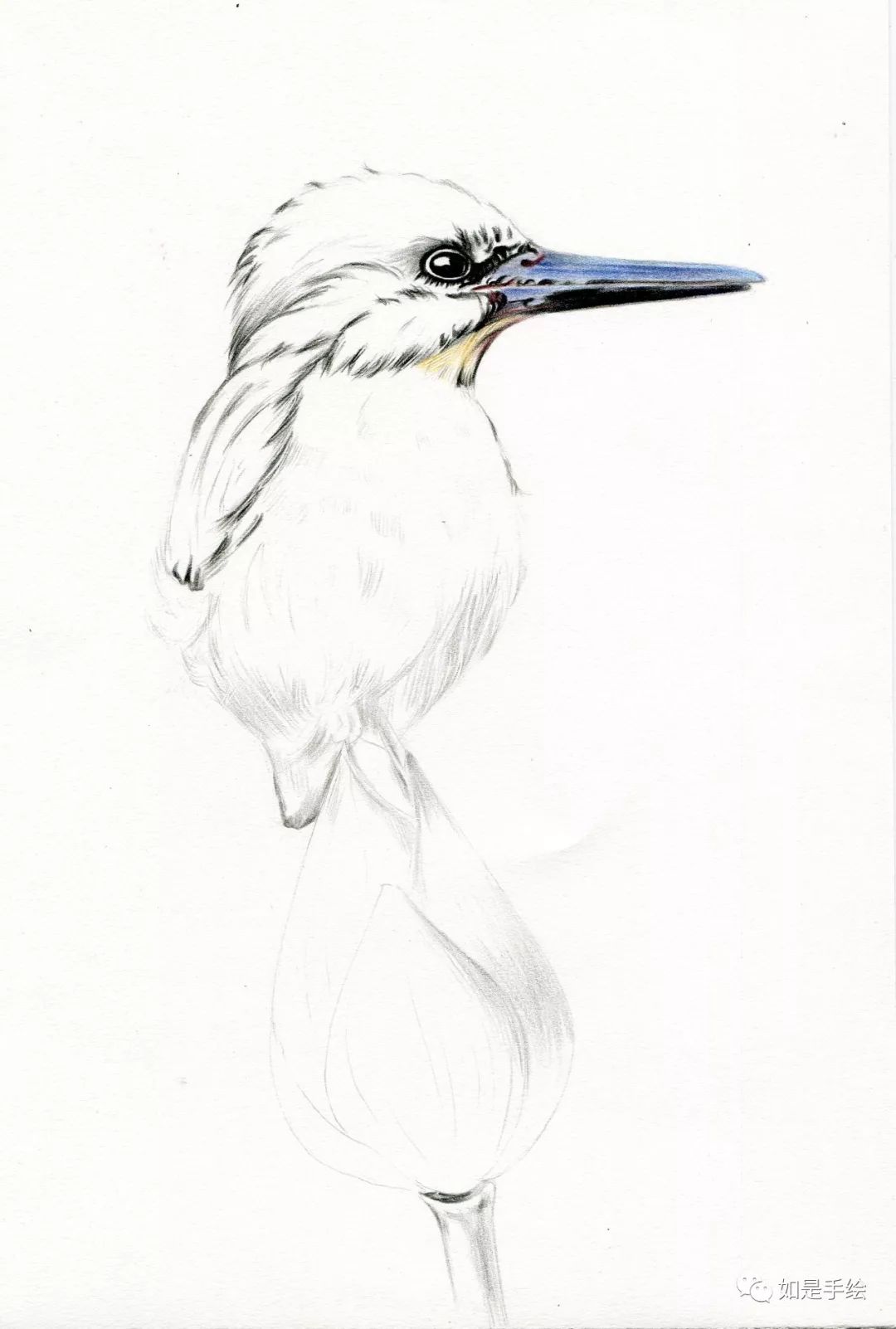 翠鸟与荷如何用彩铅画出羽毛蓬松的感觉