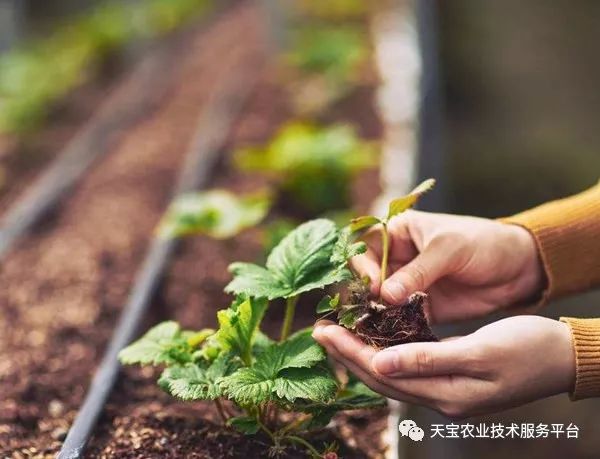 草莓发芽全过程图片