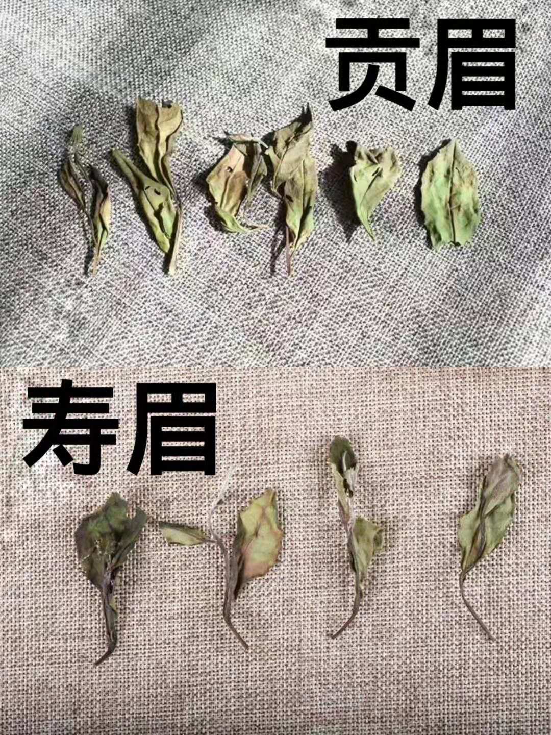 白茶中的壽眉和貢眉哪個好 有何區別?看當地人怎麼說_福鼎