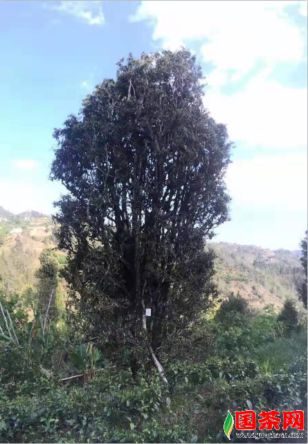 凤庆野生古树红野韵十足茶气纵横