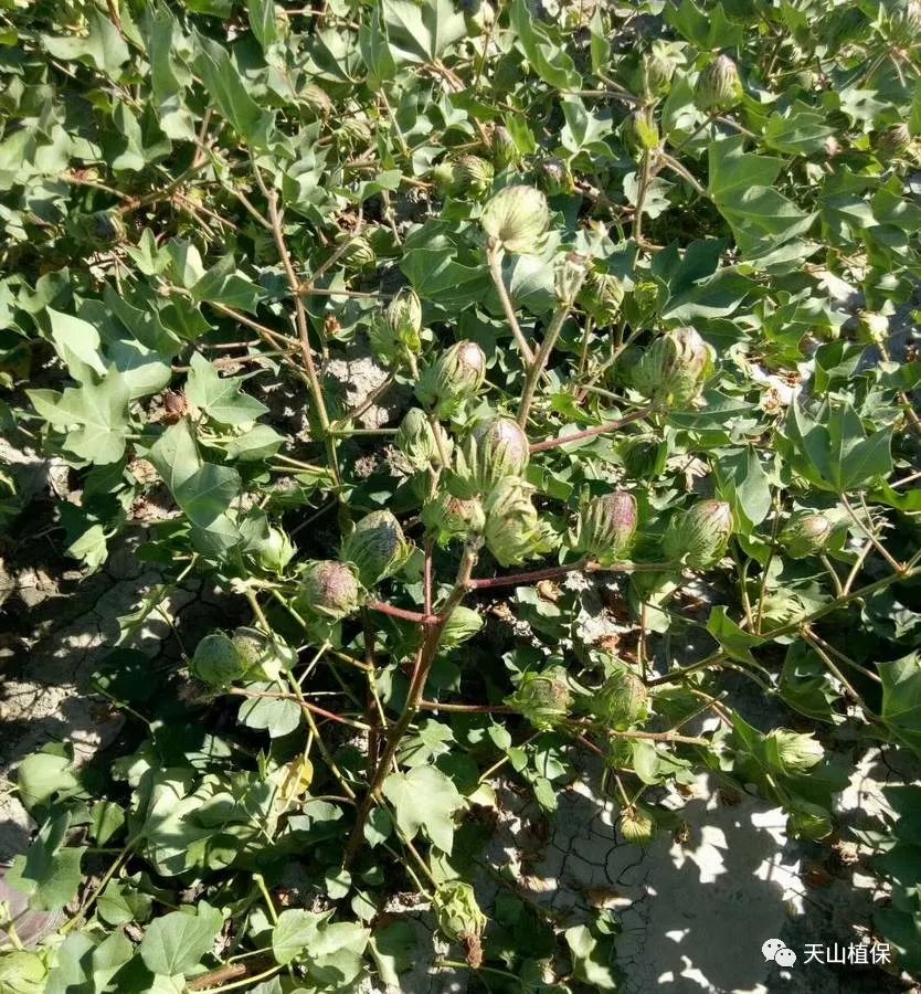 九月份天气对棉花裂铃吐絮影响不大!附部分植棉区棉花脱叶期气象