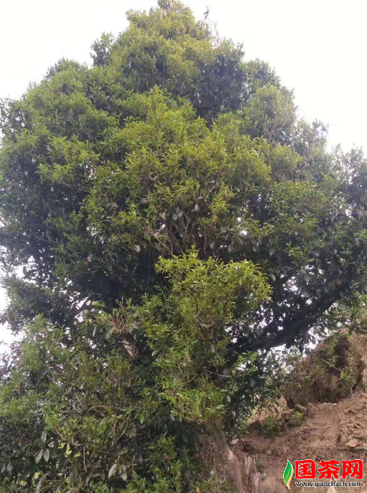 凤庆野生古树红野韵十足茶气纵横