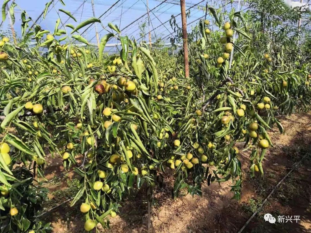 採摘地址:興平市南市鎮陳文村冬棗種植園聯繫電話:13468534311記者