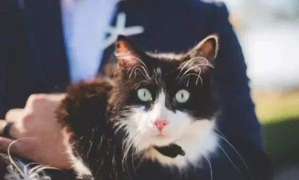 angel穿着它帅气黑色燕尾服优雅地参加主人的婚礼.