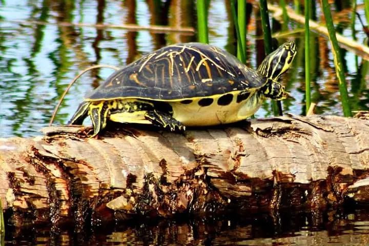 半岛伪龟是细纹火焰还是佛州的甜甜圈