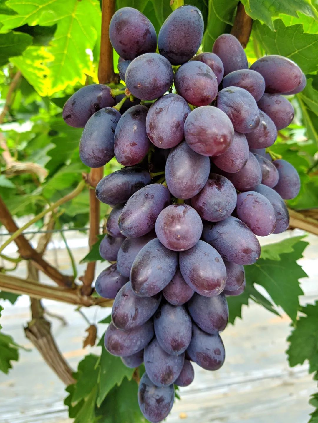 集赞领200元优惠券擂鼓村这个葡萄园门口排起了长队