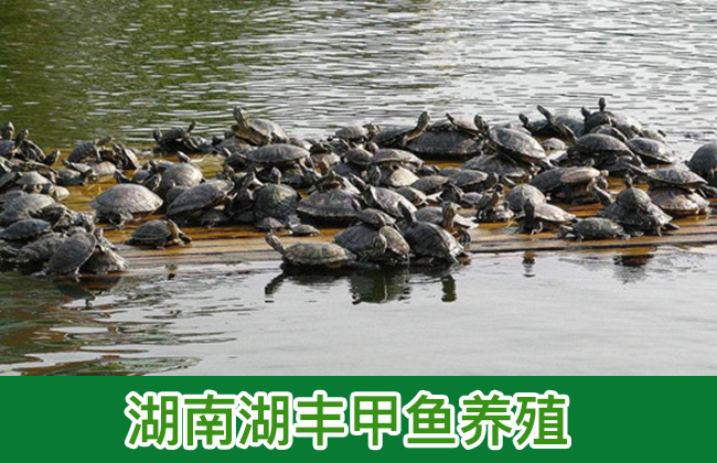 湖南湖丰甲鱼养殖甲鱼和这些一起吃营养翻倍