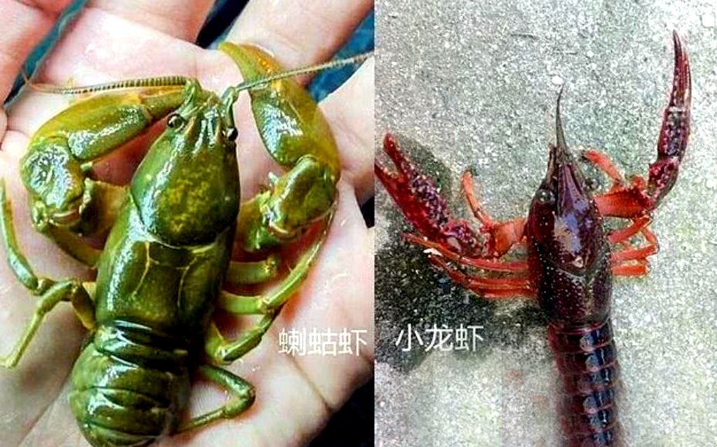 原创形似小龙虾比小龙虾好吃很多已经成为濒危动物