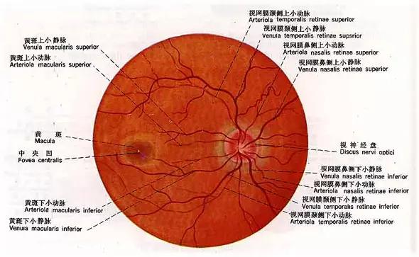 眼皮血管分布图图片