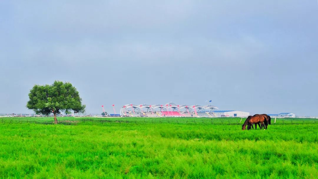 我为美丽乡村代言草原旅游地美韵珠日河