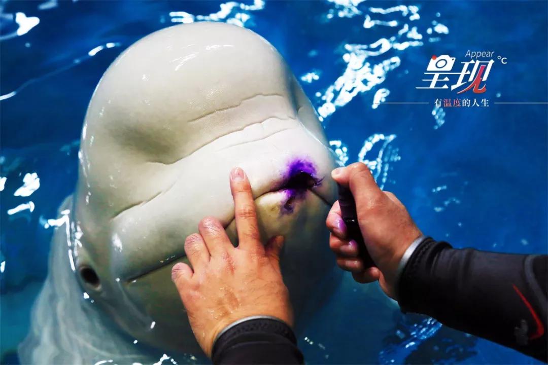 呈现从海军战士到海豚恋人人鱼相眷恰似你的温柔