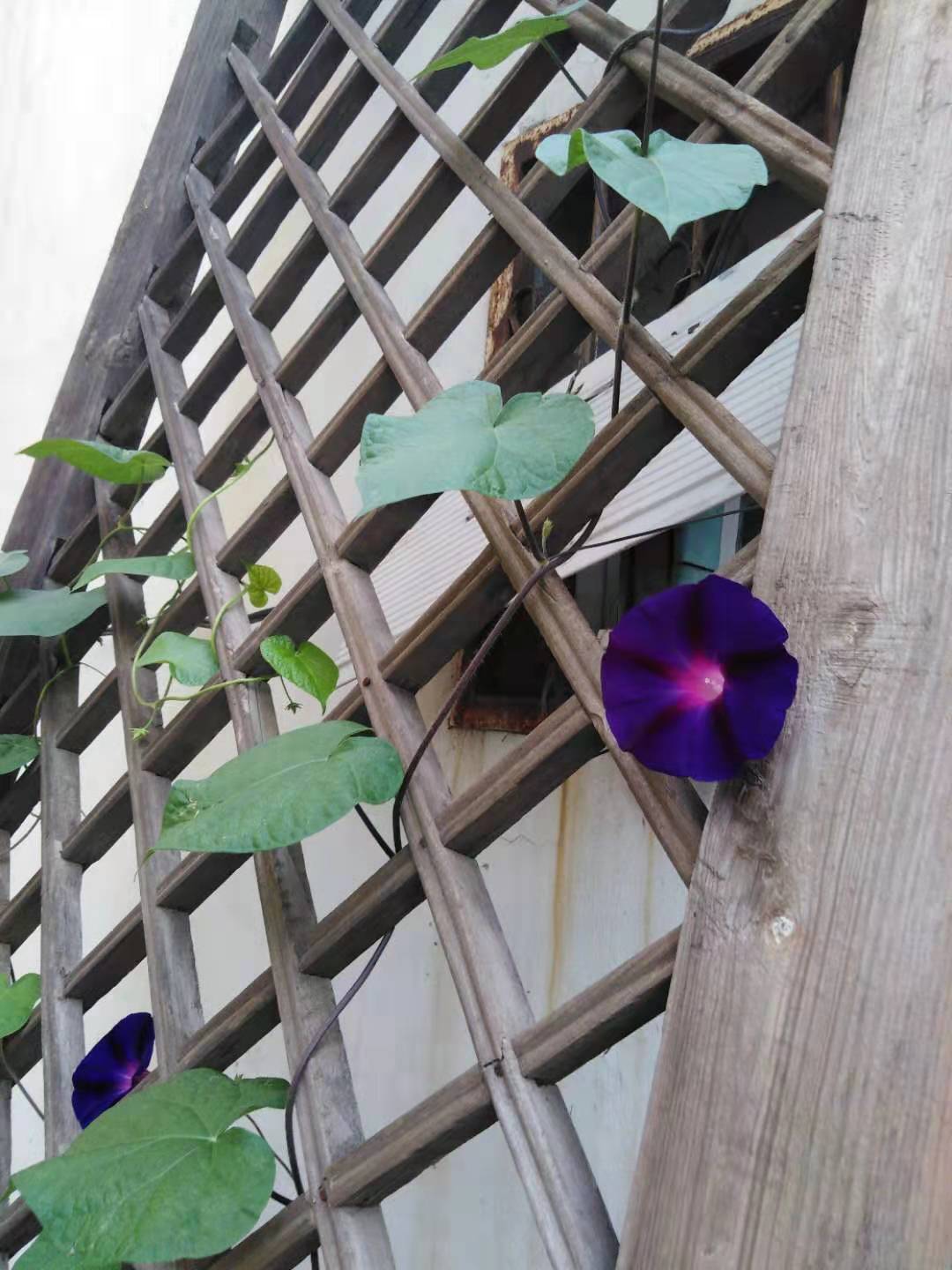 时空飞燕喇叭花只有两集
